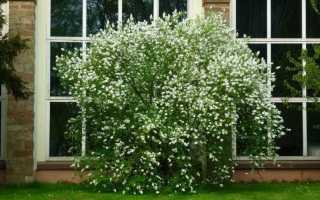 Правила обрезки жасмина осенью: сроки, схема, советы