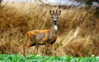 Чем питается косуля в лесу? Особенности и образ жизни