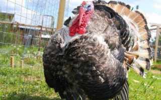 Особенности американской индейки – Бронзовой широкогрудой породы