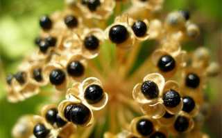 Плюсы и минусы выращивания черемши из семян и луковиц