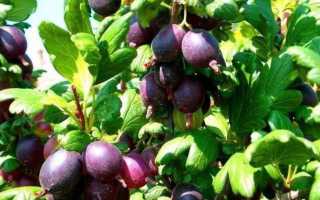 Крыжовник сорта Машека: описание, тонкости и нюансы его выращивания