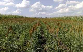 Поэтапная технология выращивания сорго от подготовки семян до сбора урожая