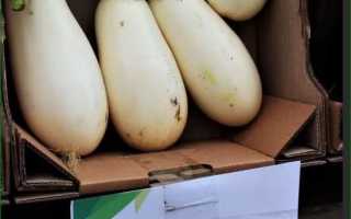 Характеристика и описание гибрида баклажана Бибо F1, выращивание и уход