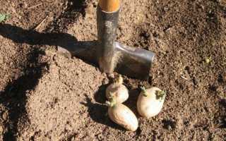 Как сажать картофель под лопату: пошаговая инструкция (подготовка, уход, сбор урожая)