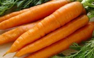 Морковь Тушон: характеристика и описание сорта