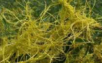 О сорной траве повилике: как выглядит, где растет, как бороться с паразитом