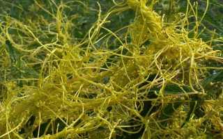 О сорной траве повилике: как выглядит, где растет, как бороться с паразитом