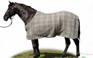 Что такое попона для лошади, как сшить накидку для коня своими руками?