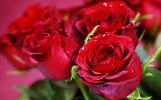 Красные розы — лучшие сорта с большими и яркими бутонами