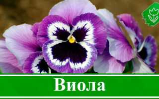 Цветы Виола: описание, виды, основные правила разведения и  выращивания