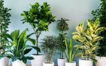 22 растения, которые можно вырастить из косточки на подоконнике и в саду