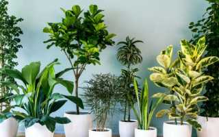 22 растения, которые можно вырастить из косточки на подоконнике и в саду