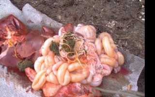 Уколы от глистов для свиней название