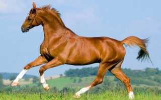 Проект «Лошади — самые лучшие животные в мире»