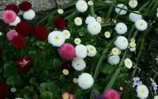 Посадка маргариток и уход за ними в открытом грунте