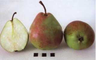 Груша Тихий Дон: описание, посадка и уход