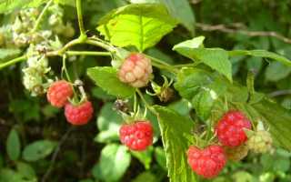 Выращивание малины: топ вопросов и ответы по посадке, уходу и обрезке