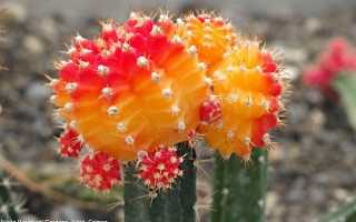 Гимнокалициум: все тонкости ухода за растением в домашних условиях, фото, виды, размножение, пересадка, интересные факты