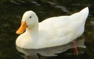 Чем питаются утки темп?