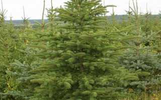 Как пересадить сосну, елку из леса, чтобы она прижилась на участке