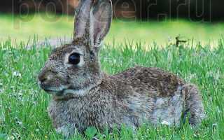 Далекий предок карликового кролика — дикий кролик, который относится к отряду зайцеобразных и роду кроликов. Древние греки кролика называли роющим зайцем, — презентация