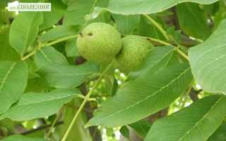 Листья грецкого ореха: полезные свойства и противопоказания, применение