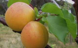 Абрикос «Погремок»: характеристика сорта