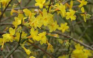 Жасмин комнатный — уход в домашних условиях