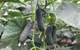 Гибрид огурца «Лютояр f1»: правила посадки, выращивания и ухода