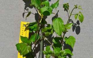 Посадка клематиса в открытый грунт весной: советы цветоводам