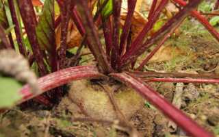 Свекла «Египетская плоская» 3г ТМ Гавриш 101021 https://agro-market.net/catalog/item/svekla_egipetskaya_ploskaya_3g_tm_gavrish/ Agro-Market https://agro-market24.ru/upload/iblock/adf/adfedc6b36e54b367