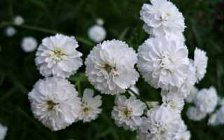 Правильная посадка и уход за гипсофилой многолетней