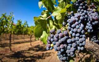 Виноград Саперави: что нужно знать о нем, описание сорта, отзывы