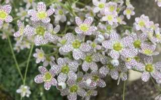 Посадка и уход за камнеломкой в открытом грунте, описание лучших сортов