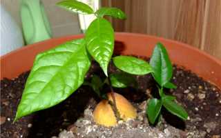 Выращивание авокадо из косточки в домашних условиях