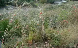 Lycium barbarum, Годжи, или Дереза обыкновенная. Обзор сортов.