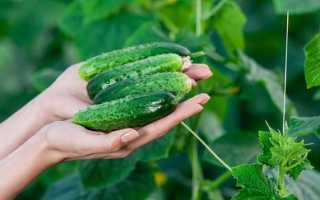 Огурцы для открытого грунта для подмосковья: лучшие сорта