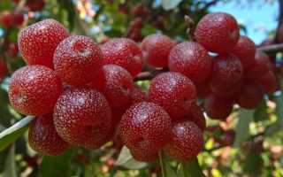 Гибрид облепихи и барбариса как называется