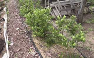 Как и когда сажать садовую голубику весной в открытый грунт