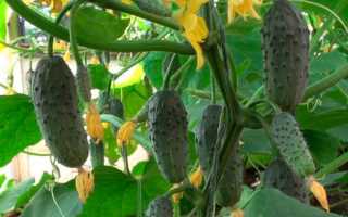 Характеристика огурцов сорта Колибри F1