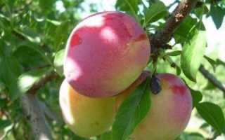 Краткая характеристика сортов сливы русской (алычи гибридной)