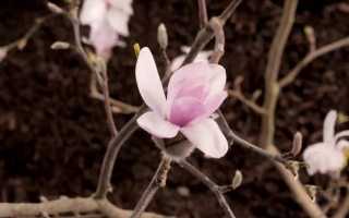 Инжир выращивание в домашних условиях — советы и инструкции по уходу и содержанию в комнатных условиях (155 фото и видео)