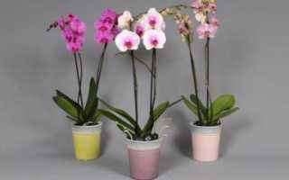 Уход за орхидеей после покупки: советы цветоводу