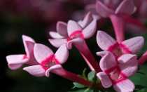 Бувардия цветок: уход в домашних условиях и способы размножения