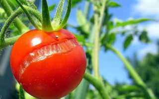 Томат Данко: описание сорта и 8 шагов по уходу