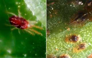 Панданус можно ли держать дома польза и вред