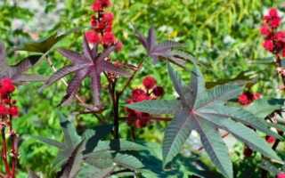 Элегантная клещевина — правила посадки и ухода на клумбах дачи