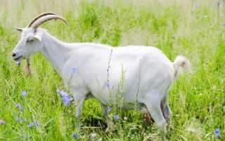 Описание и характеристика гибрида козы и овцы, особенности содержания