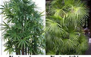 Пальма для квартиры: пять самых неприхотливых и эффектных экзотов