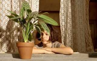 Цветы в детской комнате. Комнатные растения для детской комнаты